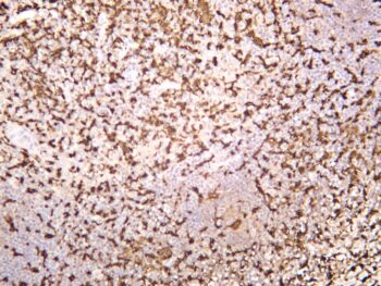 Iba1 Rabbit Monoclonal Antibody - Image 3