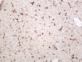 Iba1 Rabbit Monoclonal Antibody - Image 4