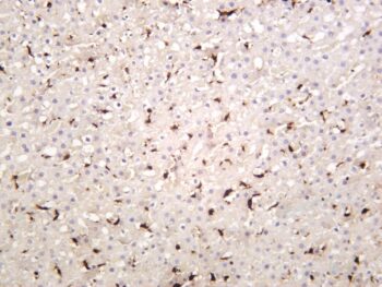 Iba1 Rabbit Monoclonal Antibody - Image 5