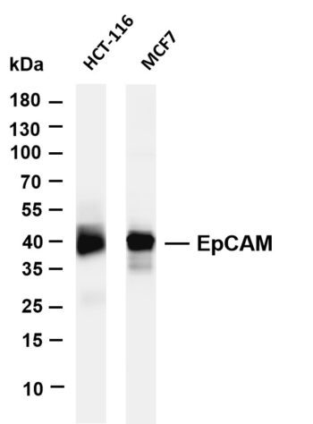 EpCAM Rabbit Monoclonal Antibody
