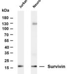 Survivin Rabbit Monoclonal Antibody