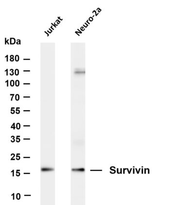 Survivin Rabbit Monoclonal Antibody