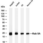 Rab 5A Rabbit Monoclonal Antibody