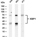 XBP1 Rabbit Monoclonal Antibody