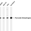 Pyruvate Dehydrogenase E1 α Rabbit Monoclonal Antibody
