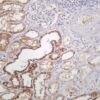 Pyruvate Dehydrogenase E1 α Rabbit Monoclonal Antibody - Image 2