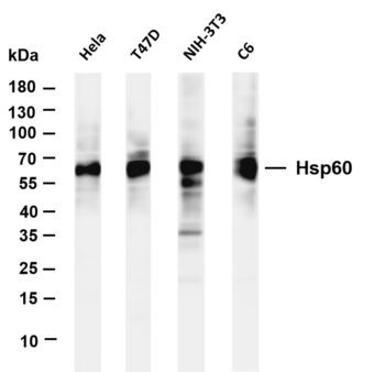 Hsp60 Rabbit Monoclonal Antibody