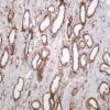 LAMP1 Rabbit Monoclonal Antibody - Image 2