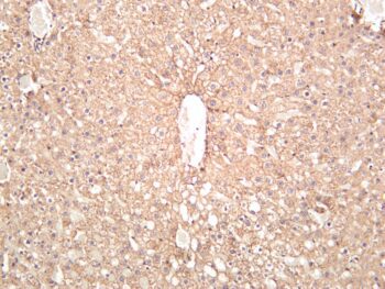 N Cadherin Rabbit Monoclonal Antibody - Image 2