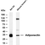 Adiponectin Rabbit Monoclonal Antibody