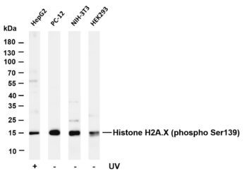 Histone H2A.X (Phospho-Ser139) Rabbit Monoclonal Antibody