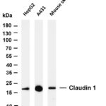Claudin 1 Rabbit Monoclonal Antibody
