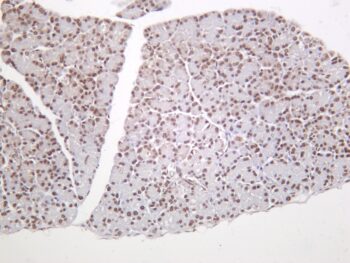 Histone H2A Rabbit Monoclonal Antibody - Image 2