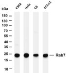 Rab7 Rabbit Monoclonal Antibody