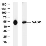 VASP Rabbit Monoclonal Antibody