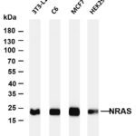 NRAS Rabbit Monoclonal Antibody