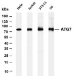 ATG7 Rabbit Monoclonal Antibody