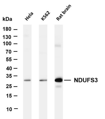 NDUFS3 Rabbit Monoclonal Antibody