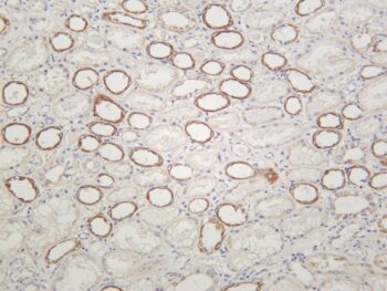 NDUFS3 Rabbit Monoclonal Antibody - Image 2