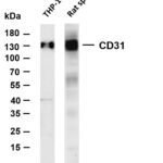 CD31 Rabbit Monoclonal Antibody