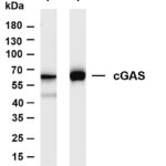 cGAS Rabbit Monoclonal Antibody