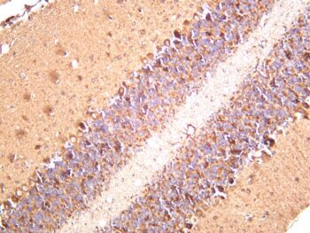 NDUFB8 Rabbit Monoclonal Antibody - Image 2