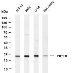 HP1α Rabbit Monoclonal Antibody