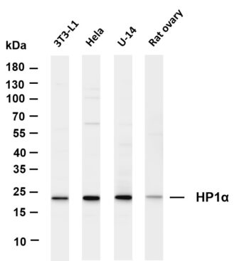 HP1α Rabbit Monoclonal Antibody
