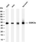 GSK3α Rabbit Monoclonal Antibody