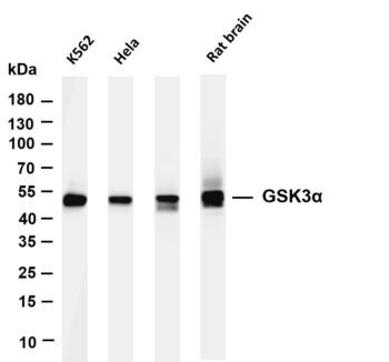GSK3α Rabbit Monoclonal Antibody