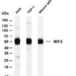 IRF3 Rabbit Monoclonal Antibody