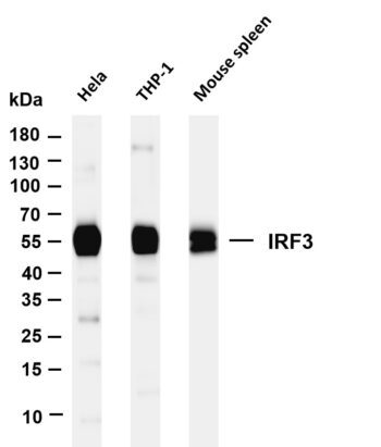 IRF3 Rabbit Monoclonal Antibody