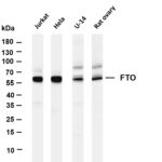 FTO Rabbit Monoclonal Antibody