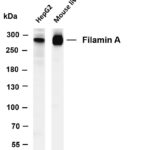 Filamin A Rabbit Monoclonal Antibody