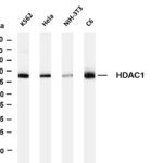 HDAC1 Rabbit Monoclonal Antibody