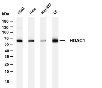 HDAC1 Rabbit Monoclonal Antibody