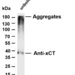 xCT Rabbit Monoclonal Antibody