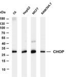 CHOP Rabbit Monoclonal Antibody