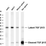 TGF β1/3 Rabbit Monoclonal Antibody