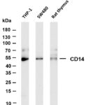 CD14 Rabbit Monoclonal Antibody