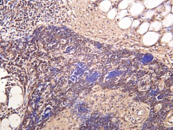 MIF Rabbit Monoclonal Antibody - Image 2