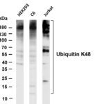 Ubiquitin K48 Rabbit Monoclonal Antibody