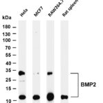 BMP2 Rabbit Monoclonal Antibody
