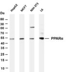 PPARα Rabbit Monoclonal Antibody