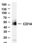 CD14 Rabbit Monoclonal Antibody