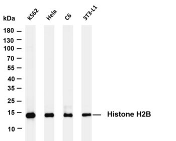 Histone H2B Rabbit Monoclonal Antibody