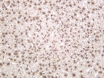 Histone H2B Rabbit Monoclonal Antibody - Image 2