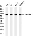 ITGB6 Rabbit Monoclonal Antibody