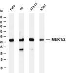 MEK1/2 Rabbit Monoclonal Antibody