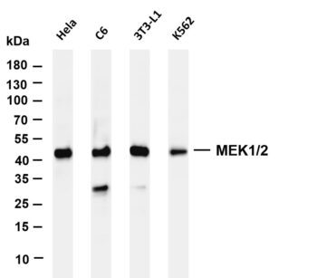 MEK1/2 Rabbit Monoclonal Antibody